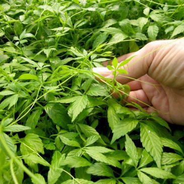 Jiaogulan, das Kraut bei zu hohem Blutdruck und erhöhten Cholesterinwerten