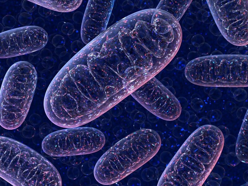 Mitochondriopathie – wenn den Zellen die Energie ausgeht
