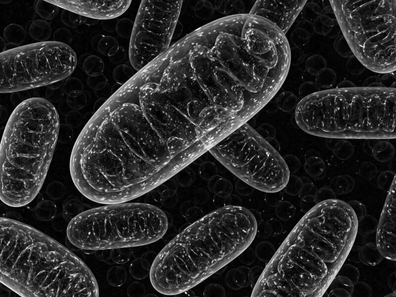 Integrative Mitochondriale Medizin